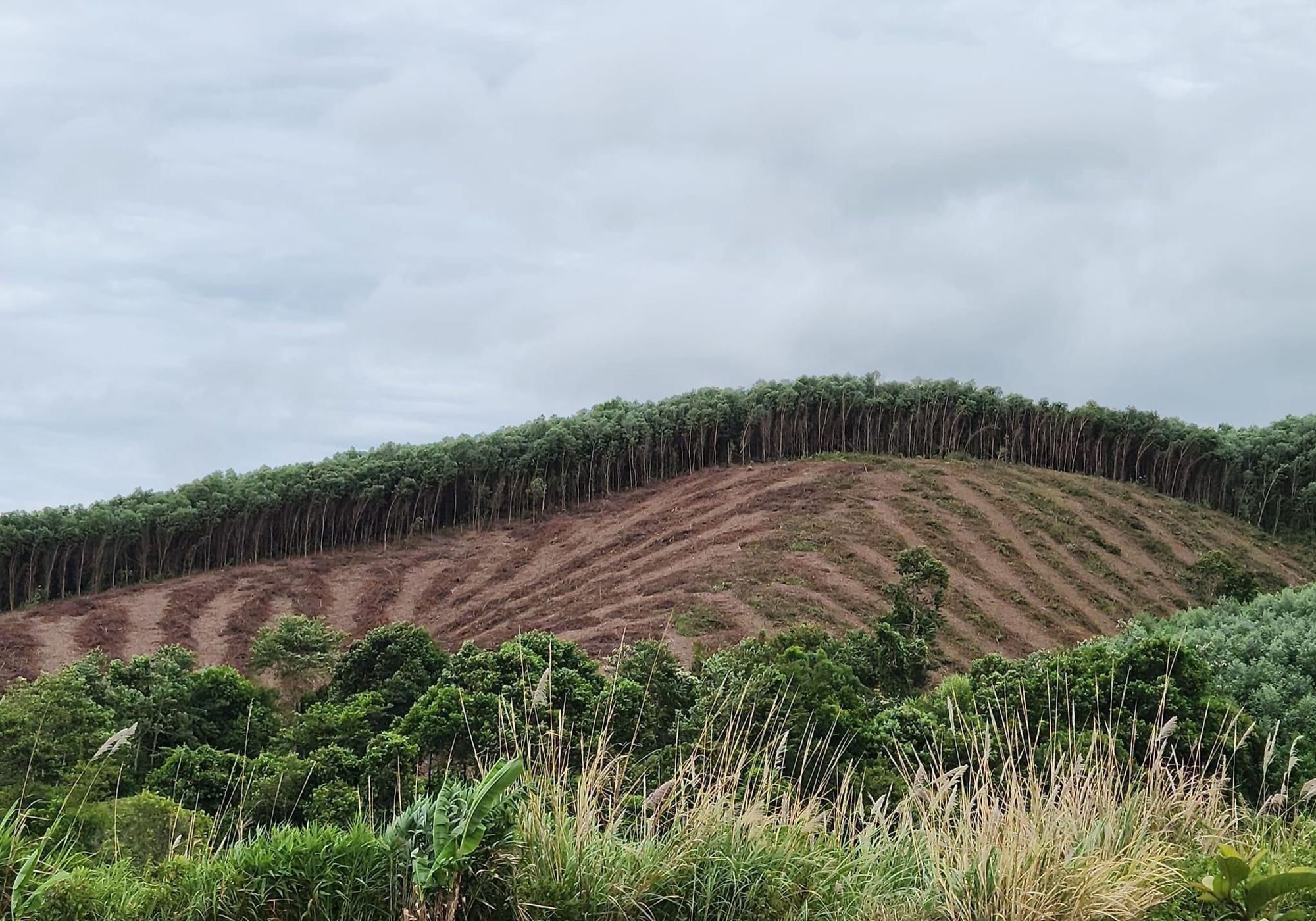PEFC PROGRAMME FOR THE ENDORSEMENT OF FOREST CERTIFICATION