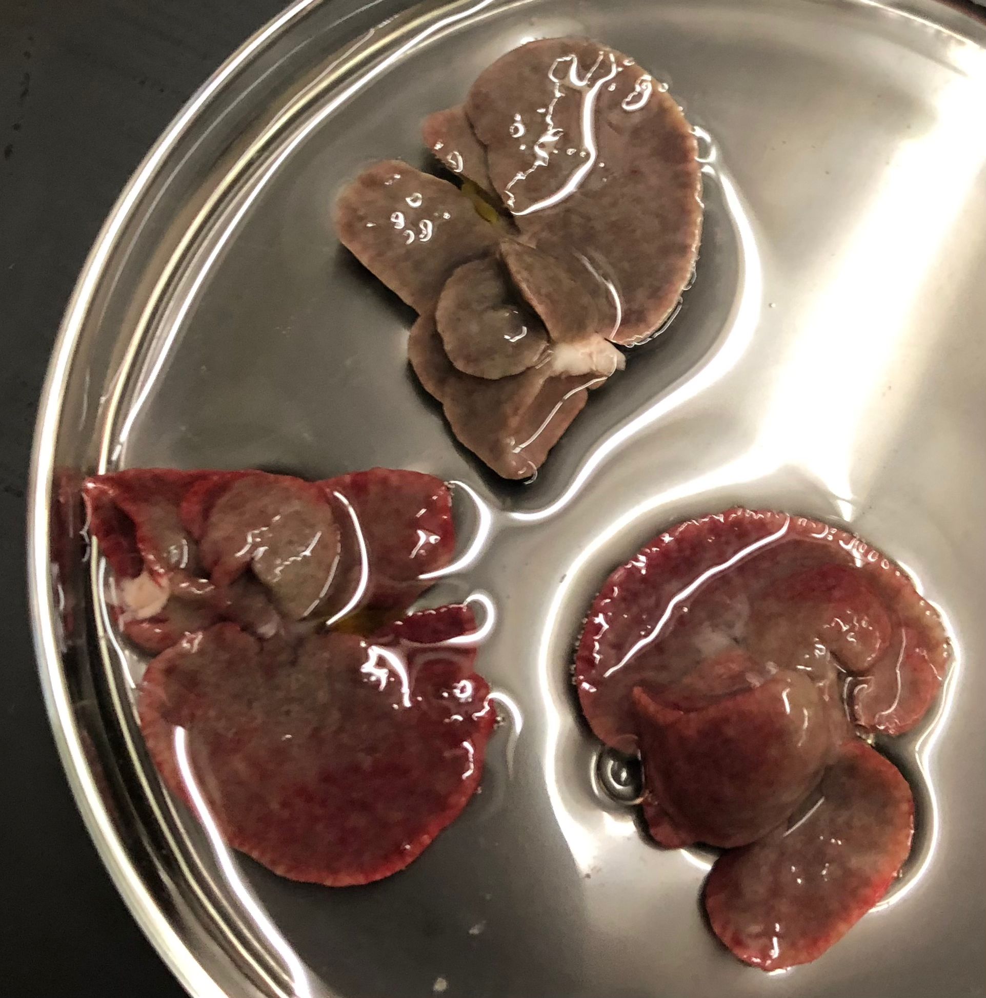 Three infected mouse livers (
