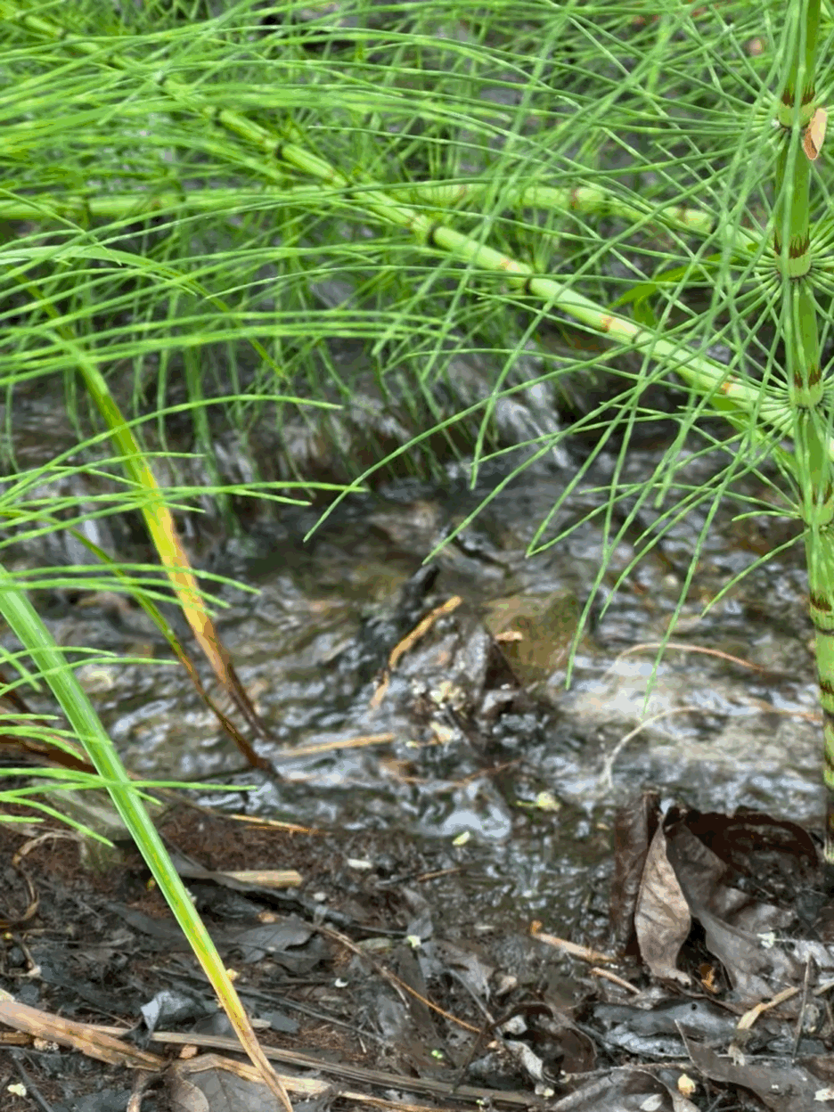 Stream and grass