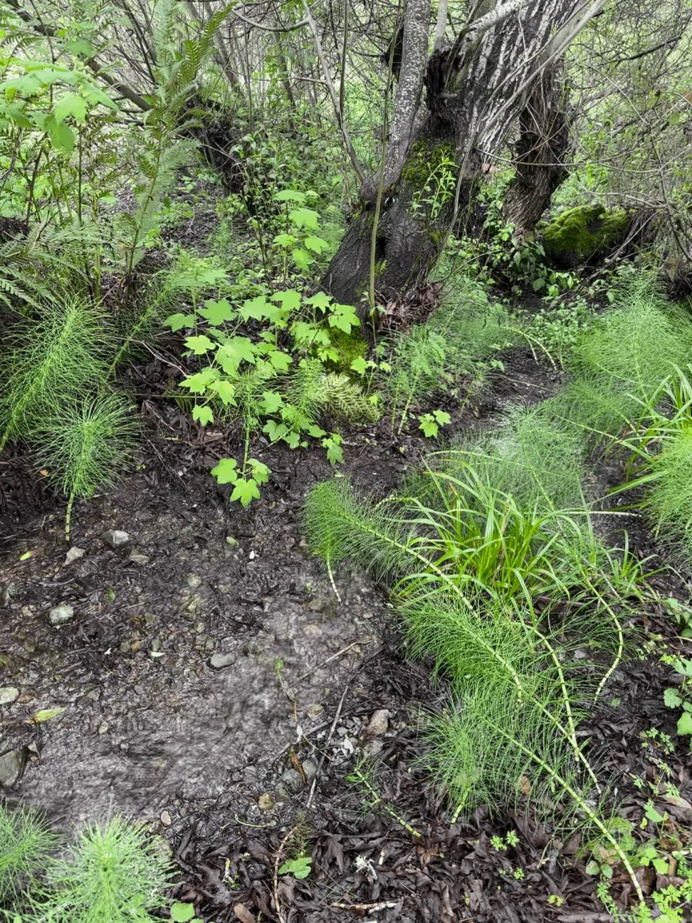 Stream in the forest